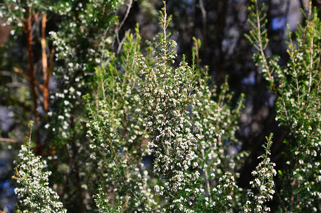 Erica arborea Erica arborea
