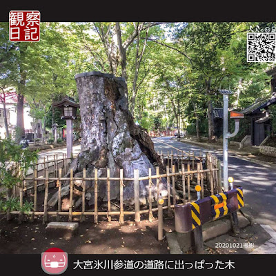 大宮氷川参道には木を守るために道路にはみ出してる気がある。た