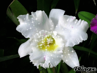 Blog destinado a publicações de Minhas Orquídeas e atividades diárias...