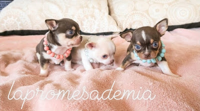 Chihuahuas chocolate tricolor e isabelo de ojos azules, aladdin, jazzmine y Olaf