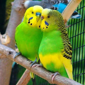 Pets Planet : Budgerigar | Bird Breed | Information | Pictures and ...