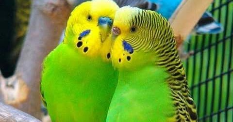 Budgerigar | Bird Breed | Information | Pictures and Characteristics ...