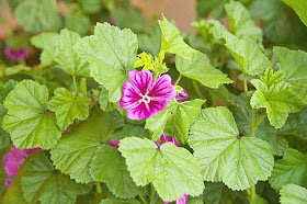 Mallow flower and leaves
