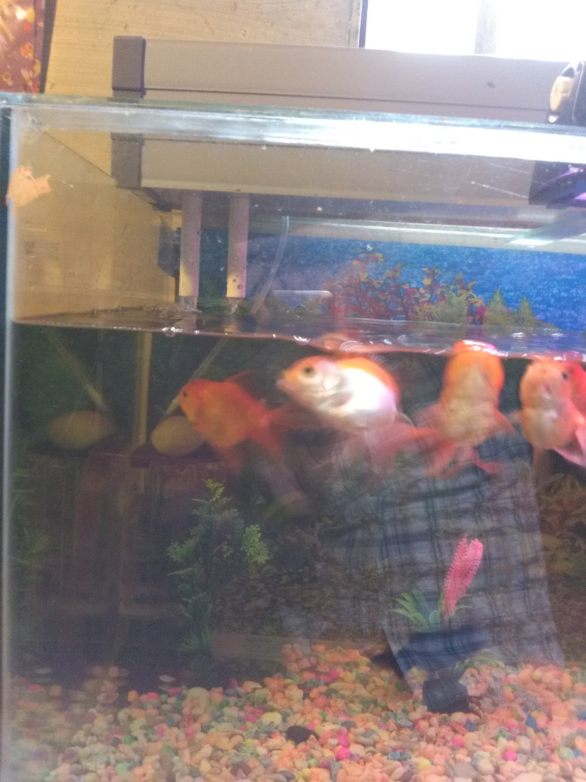 Penyebab Kekuarangan Oksigen Gejala Dan Akibatnya Pada Ikan Hias