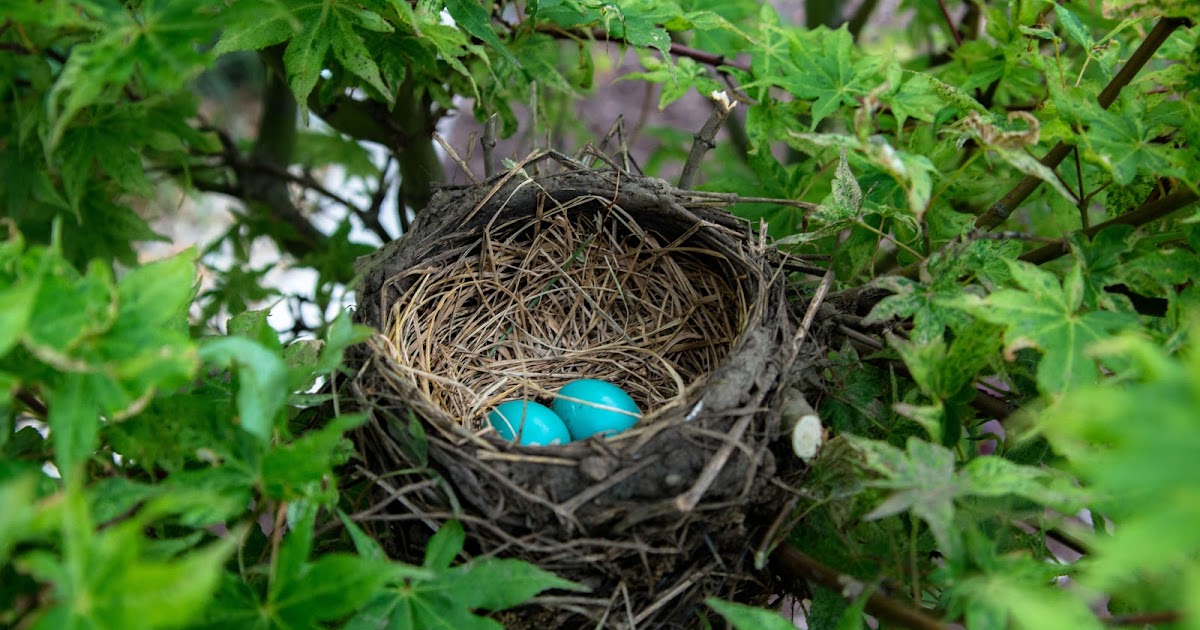 Motivational Story '"The Bird's Nest"