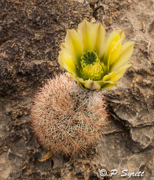 Pol's Nature Photography North American Cacti examples of smaller forms