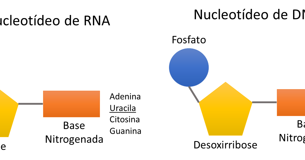 LENDO E APRENDENDO DNA e RNA