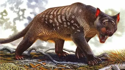 Thylacoleo-Carnifex-era-um-animal-carnívoro-da-australia-que-hoje-esta-extinto
