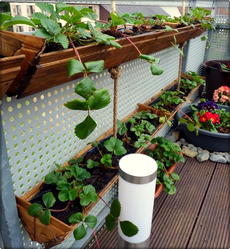 🍓 Wonderful DIY Rain Gutter Strawberry 🍓 Planter