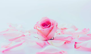 Pink Rose HD Wallpapers [30+]
