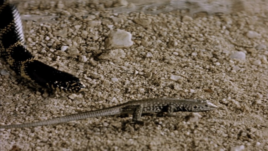 O DESERTO VIVO (DOCUMENTÁRIO LEGENDADO/1080P) – 1953 FormatFactoryO%2BDeserto%2BVivo%2B1953%2B1080p%2B%2528documentario%2529.mkv_snapshot_00.07.49.899