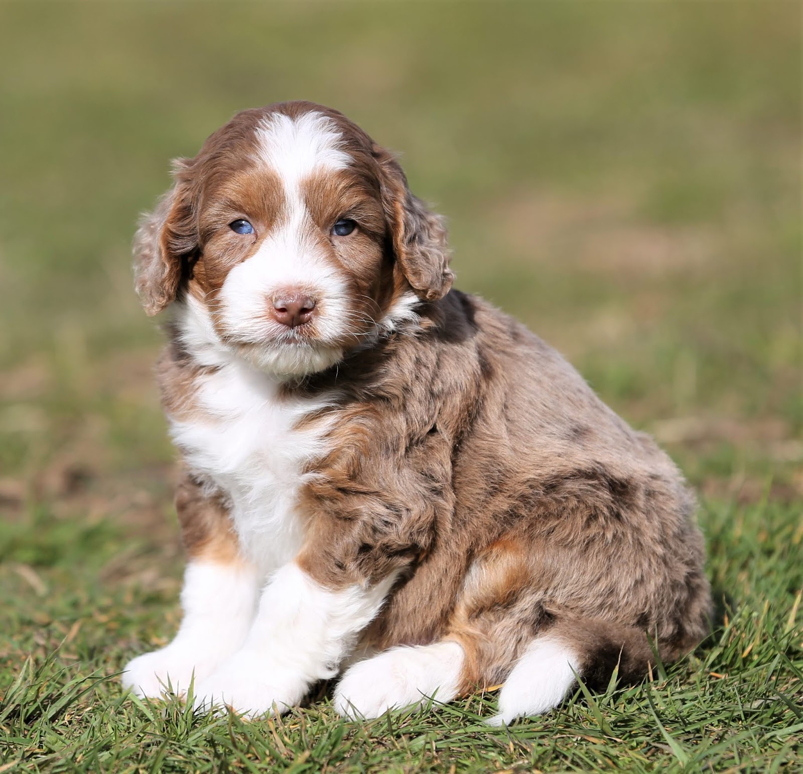 Aussiedoodles Australian Mountain Doodles