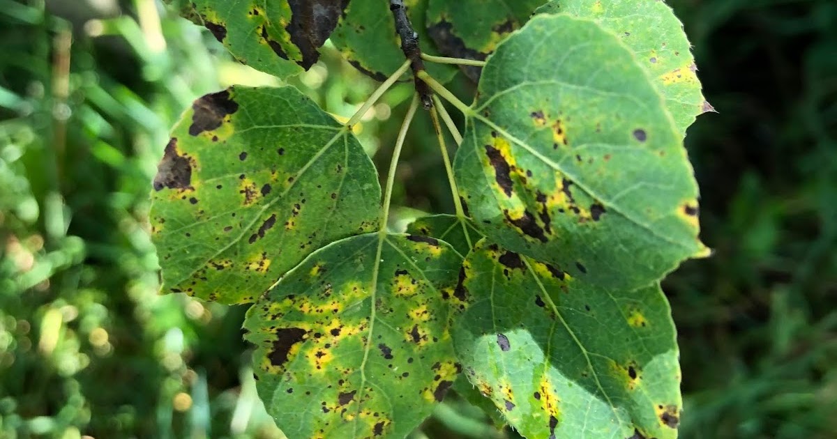 COHorts What are those spots on my aspen?