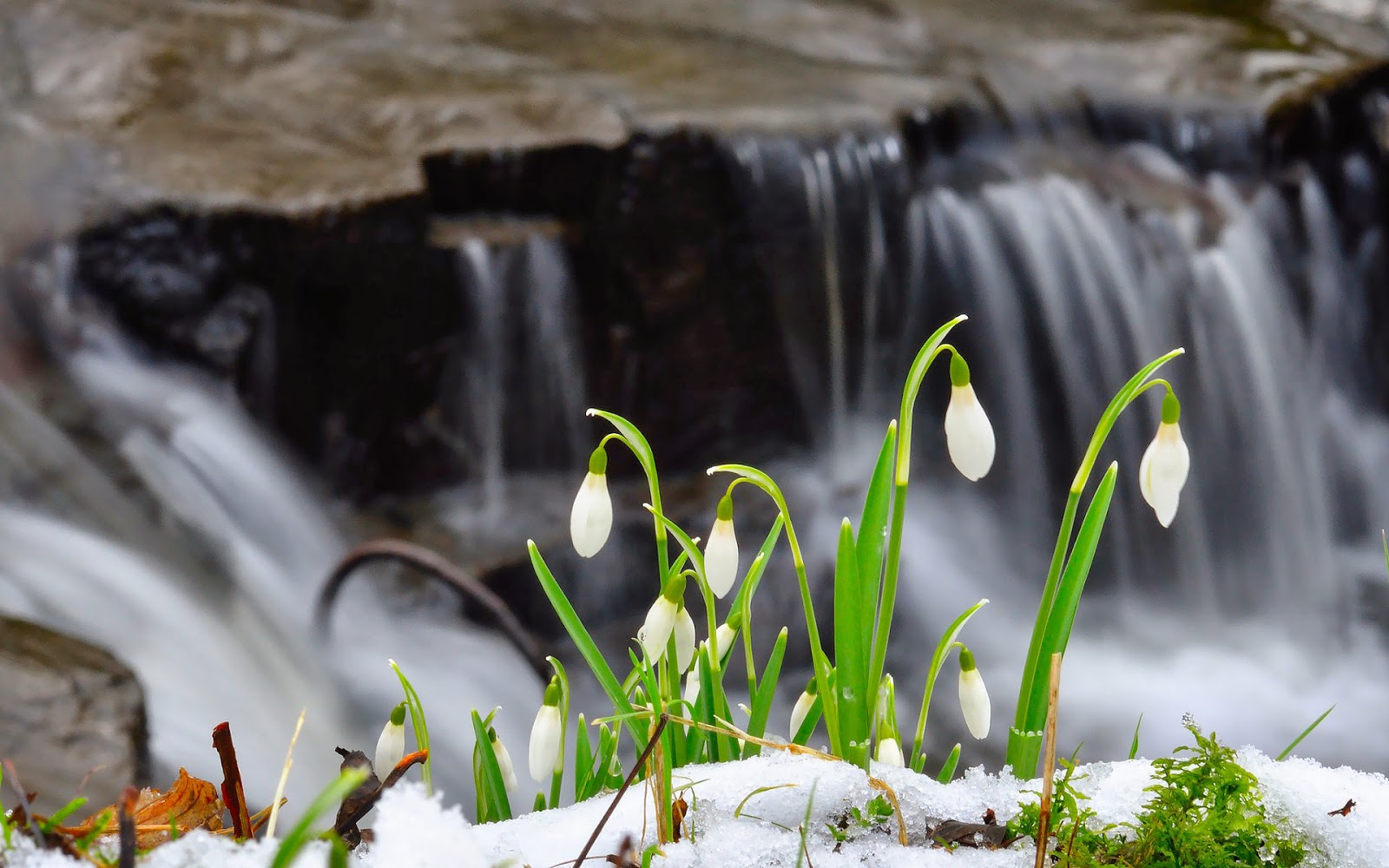 Witte sneeuwklokjes en een waterval in de lente