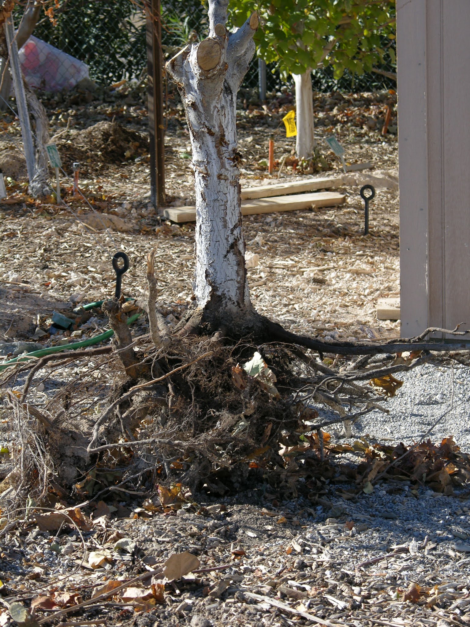 Xtremehorticulture of the Desert Dont Dig Deep Hole for Fruit Trees