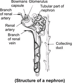 nephron structure kidney human nephrons describe body filtration functioning class ncert urine labels biology filteration starts units process each cbse