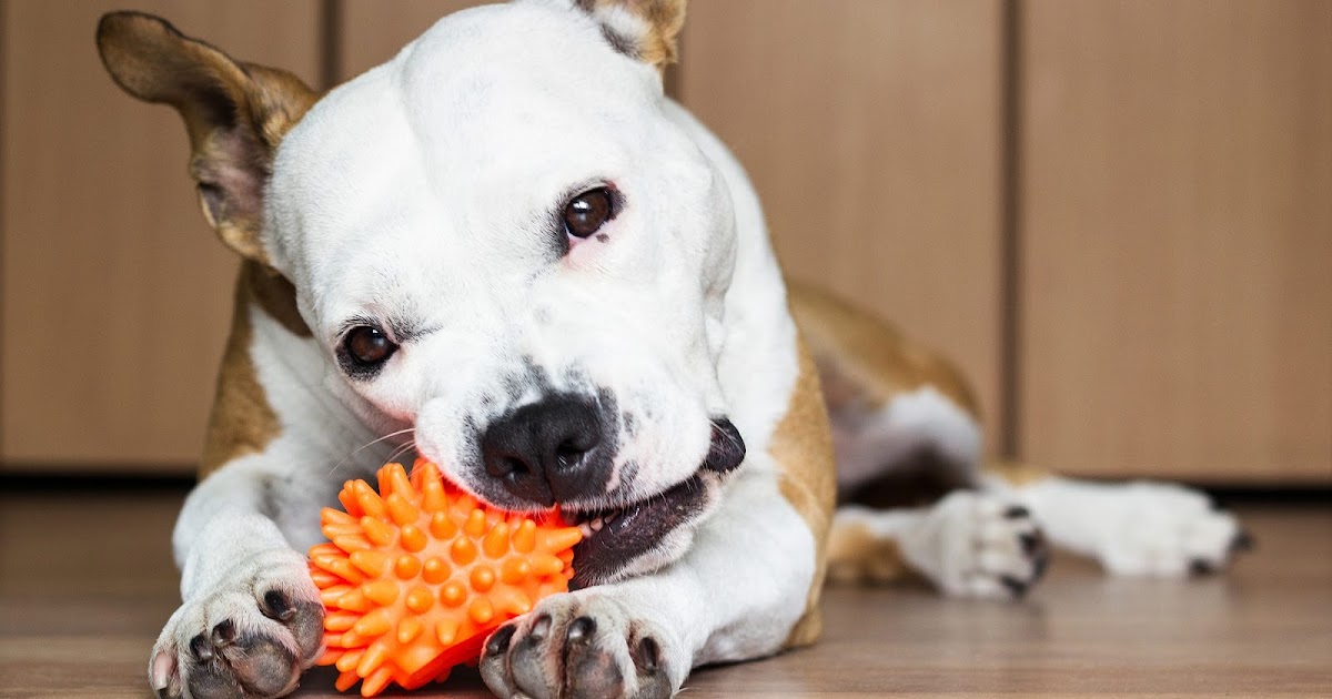 THE REAL REASON DOGS LOVE CHEW TOYS!!