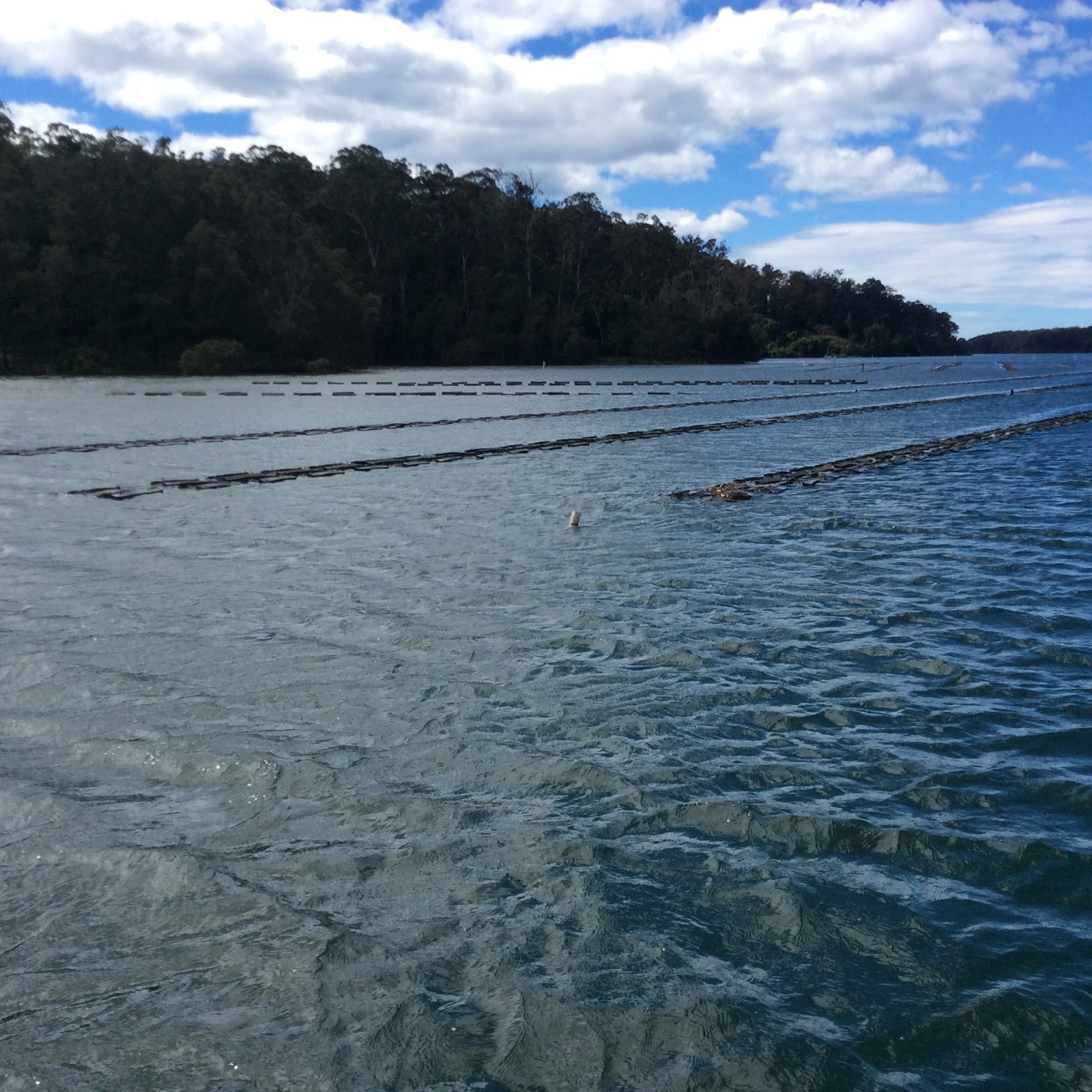 Mmanda Aqua Farming blog Oyster Farming at Narooma Bay, NSW, Australia
