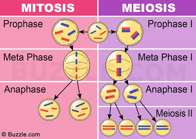 Tahapan mitosis dan meiosis