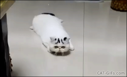 Funny Cat GIF • Whatcha doing Kitty? Funny Cat swimming on the floor with his hind legs, haha Funny Cat GIF • Whatcha doing Kitty? Funny Cat swimming on the floor with his hind legs, haha