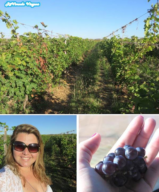 parreiras lotadas de uva no vale do São Francisco Vapor do Vinho
