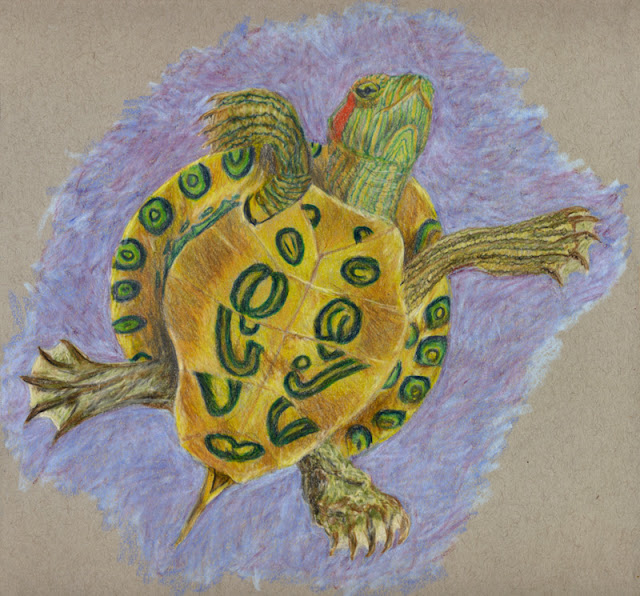 Colored pencil drawing -- red slider turtle