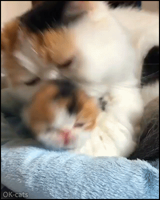 Hilarious Cat GIF • Mama cat licking and biting her baby in a hard way. "OK Mom I think I'm clan now, calm down!" Hilarious Cat GIF • Mama cat licking and biting her baby in a hard way. "OK Mom I think I'm clan now, calm down!"