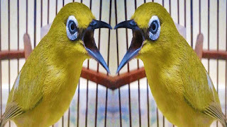 Cara Buat Burung Pleci Cepat Ngalas Ngerol Buka Paruh Serta Gacor