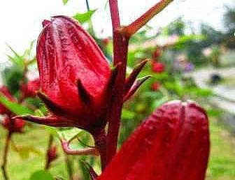 Terapi Hipertensi Dengan Bunga Rosela