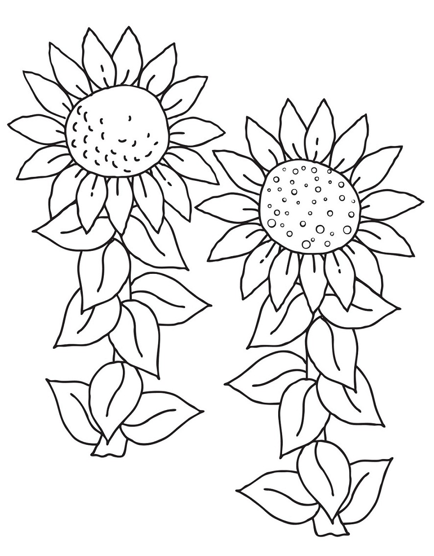 Sketsa Hita Putih Gambar Mewarnai Bunga Matahari Terbaru Cari
