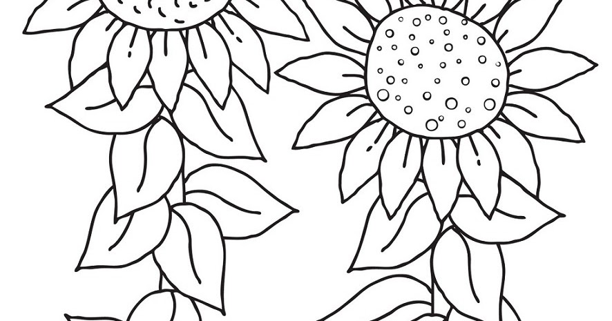 sketsa gambar bunga matahari