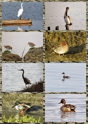 Bay Area Birds of Bay Marsh Trail