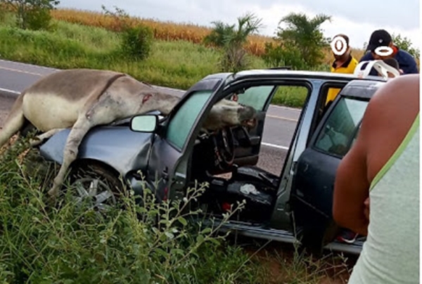 BAHIA: Animal vai parar em cima de carro durante grave acidente BAHIA: Animal vai parar em cima de carro durante grave acidente