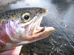 fly tying cp fishing fish