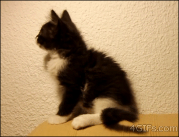 Funny cats - part 343, cat picture, best funny cat gif, cat photo