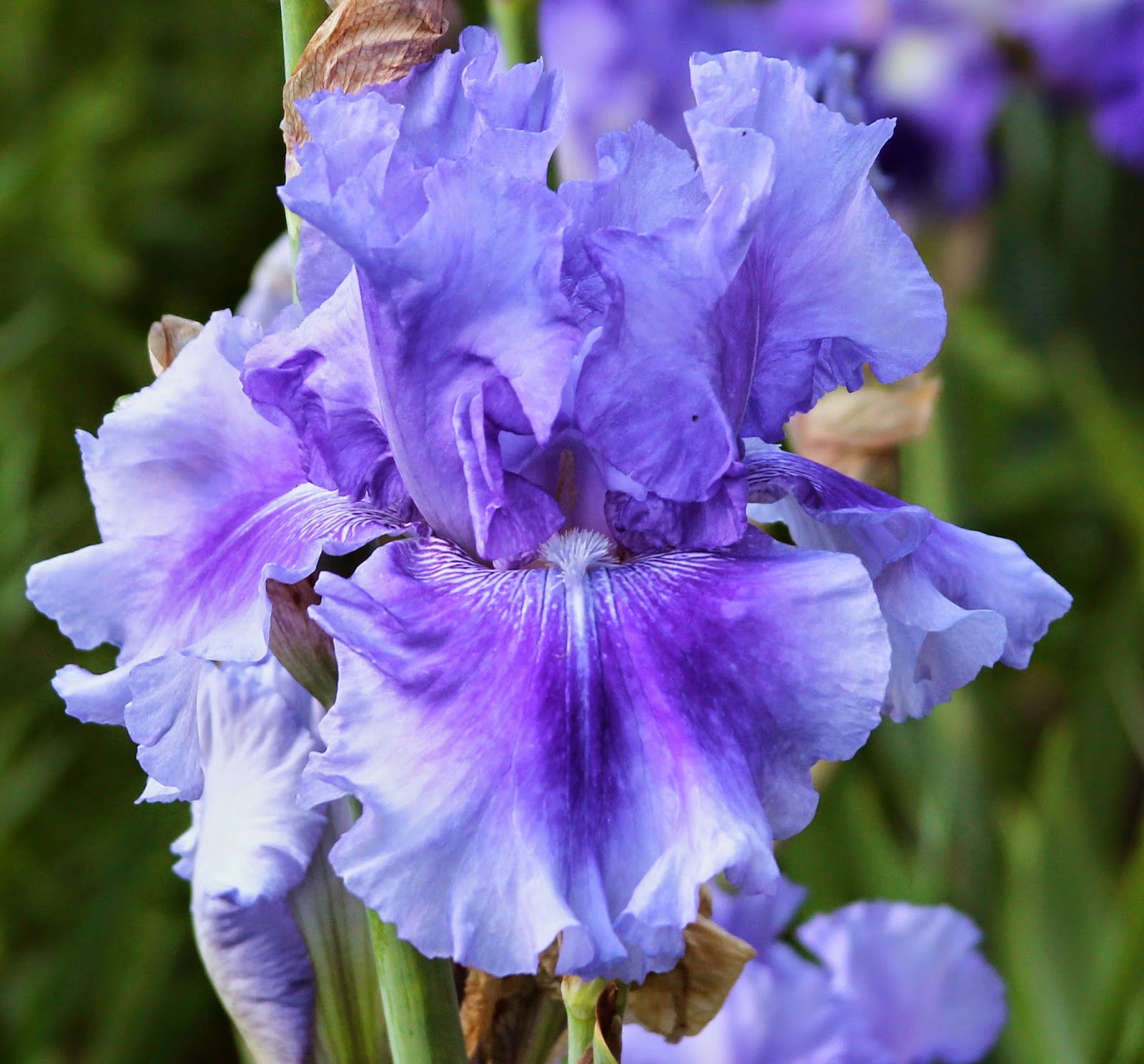 Blue bearded iris plants