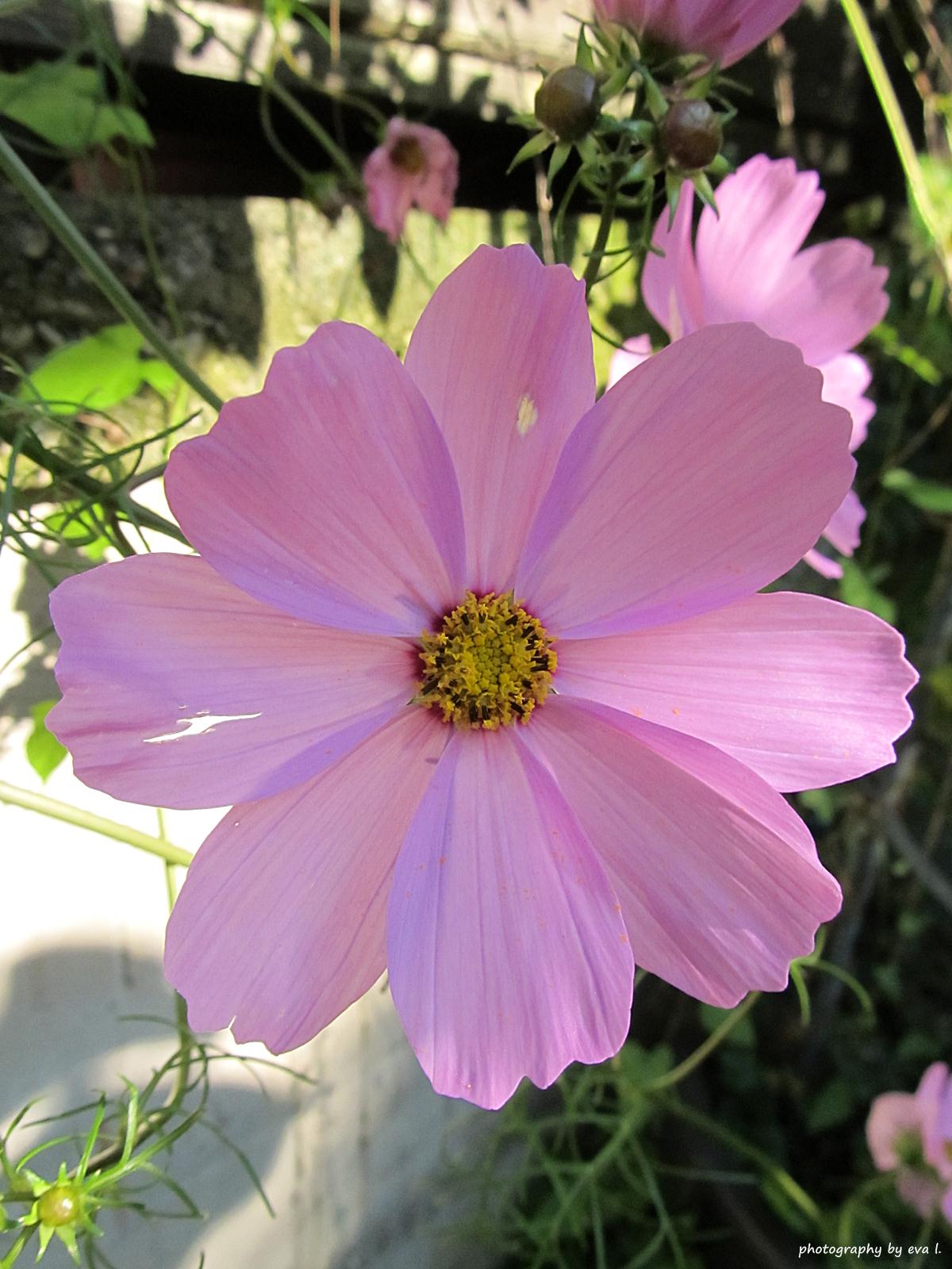 EVA'S WELT September Blumen im Garten