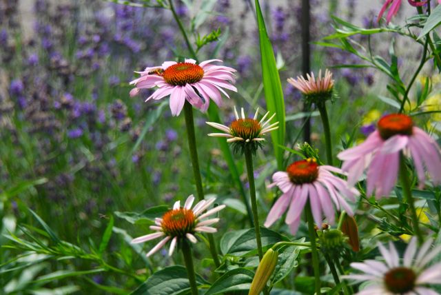 Lavender and purple coneflower (Echinacea purpurea) in the Driveway Garden for July