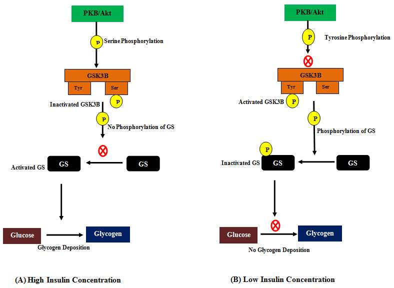 cura de diabetes gsk3b