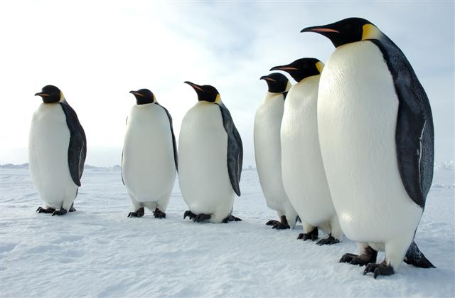 club penguin pictures