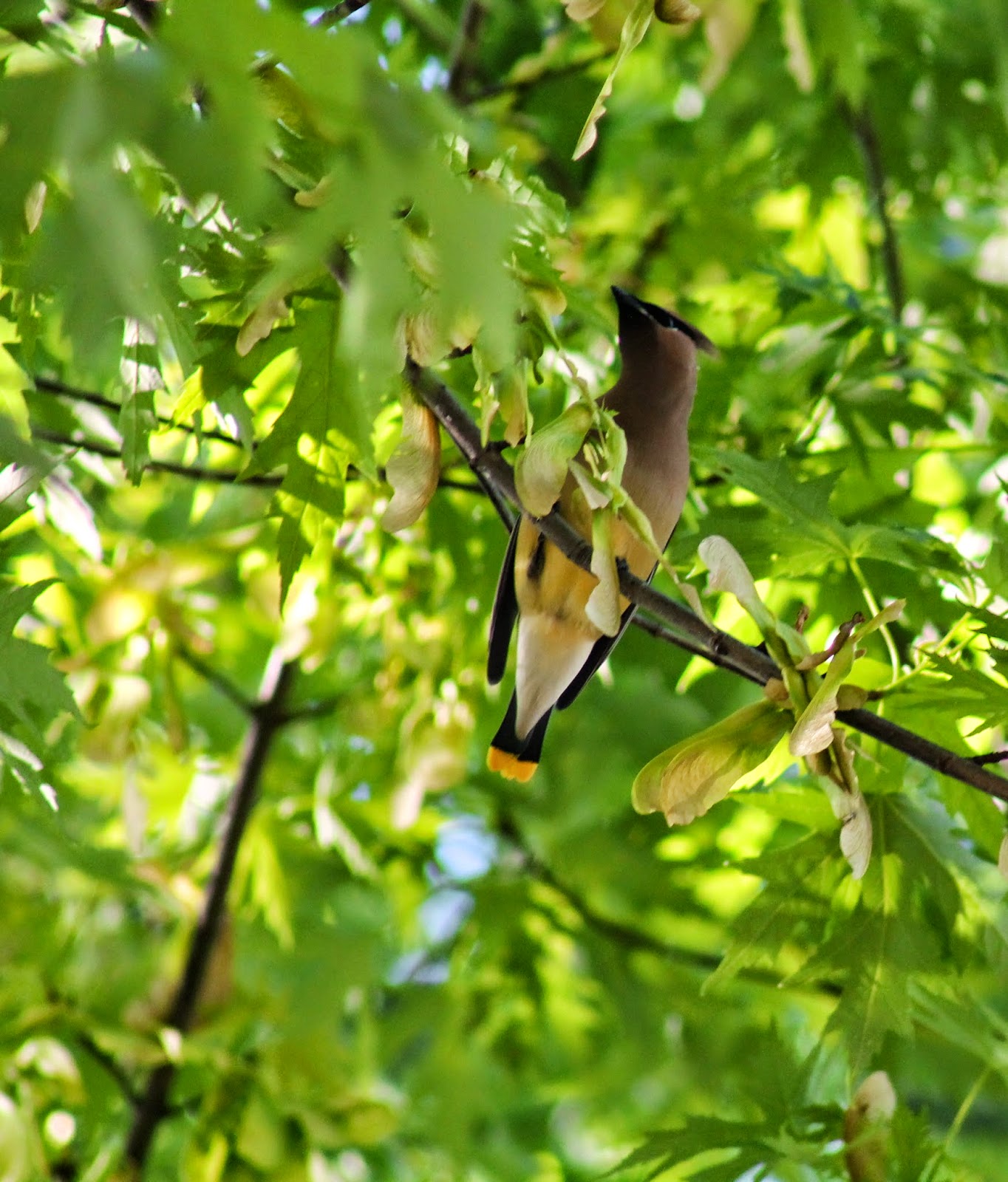 Migration of the Cedar Wax Wings - Easy Life Meal & Party Planning