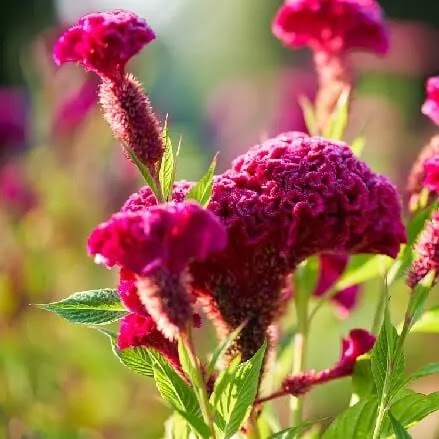 फुलांची नावे, Flowers Name In Marathi कुरदा, Cockscomb flowers name in Marathi