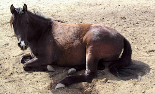 Atlar ayakta uyuyabilirler, ama bazen yatarak da uyumaya ihtiyaç duyarlar. Yumuşak zemini tercih ederler.