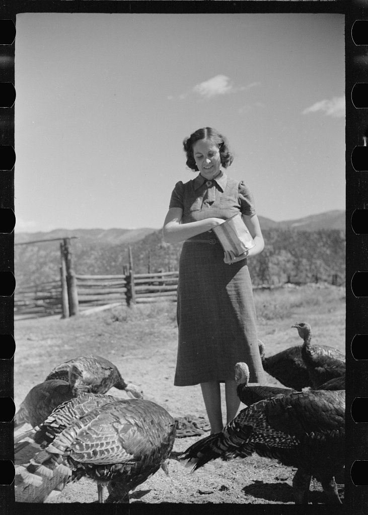 Feeding Turkeys in Colorado 1939 Big Picture Agriculture