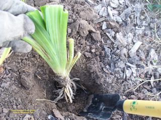 Transplanting Daylilies - fasrdotcom