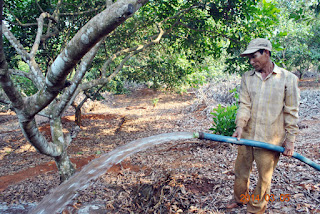 Tưới nước cây sầu riêng
