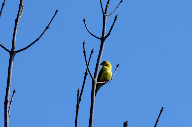 Goldfinch in Cedar Trail, Rouge Park