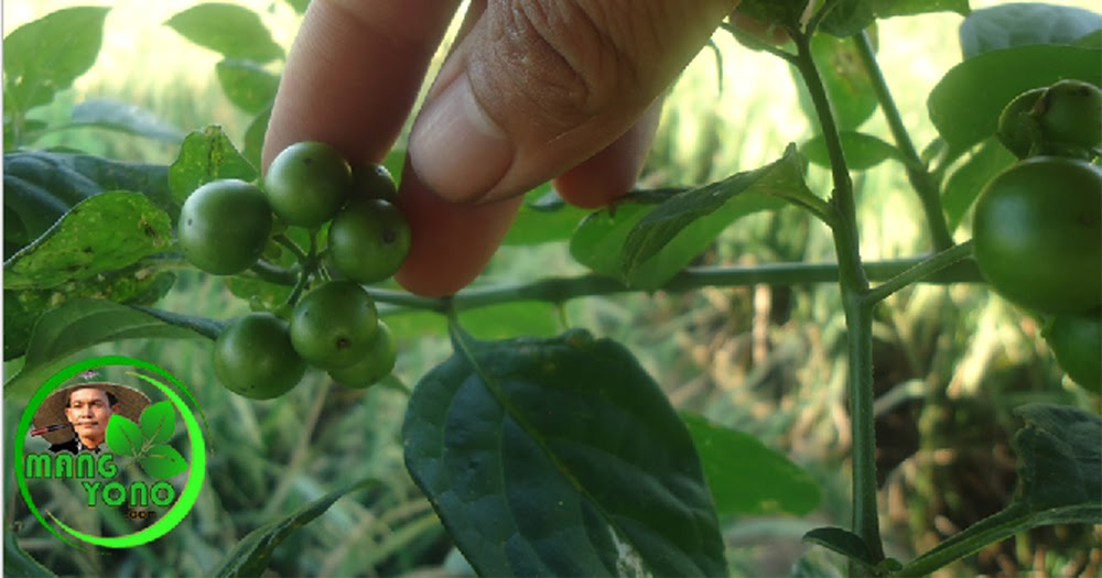 Leunca Solanum Nigrum L Selain Untuk Lalaban Berkhasiat Juga
