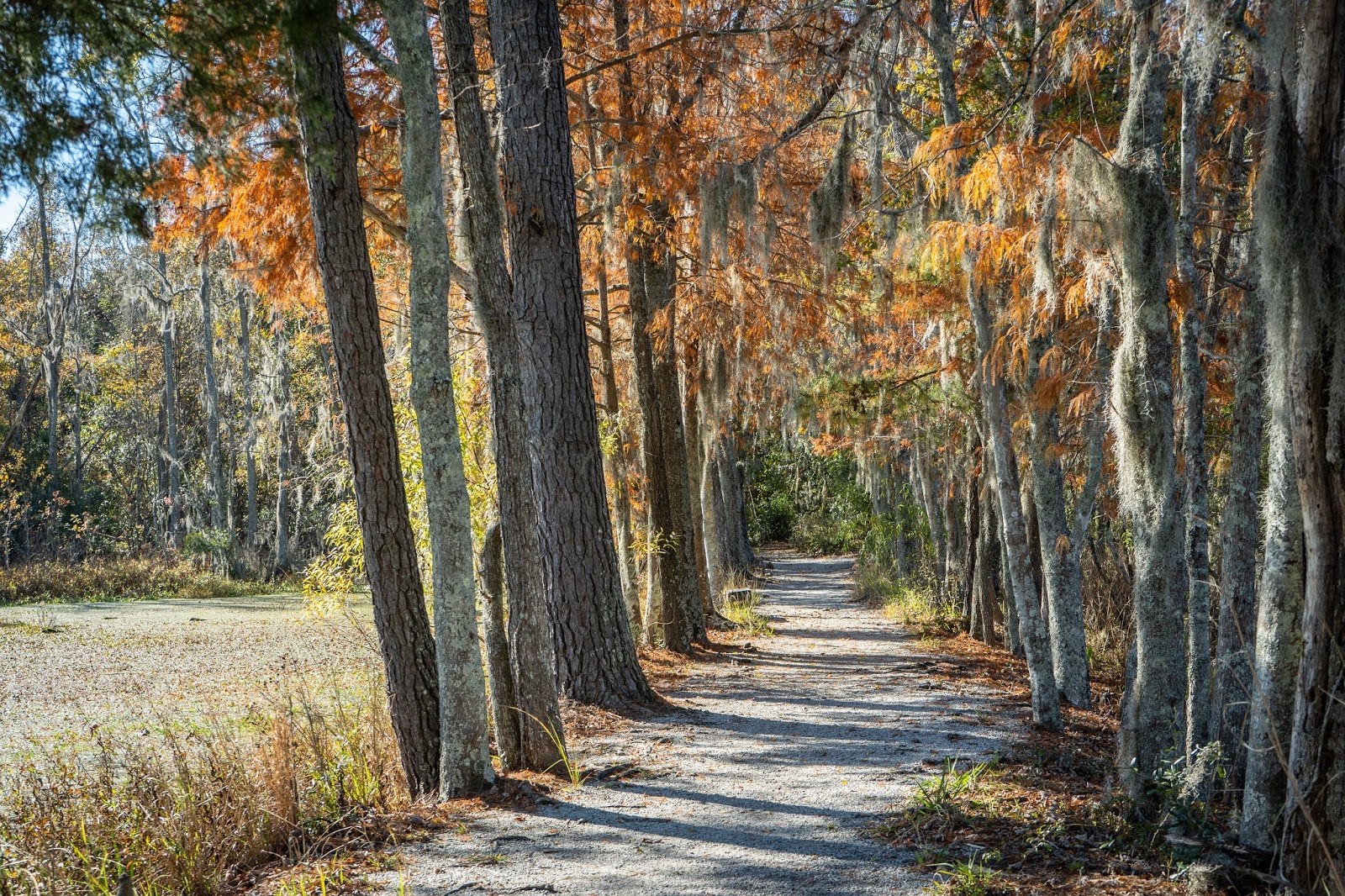 Charleston Daily Photo Swamp Walking