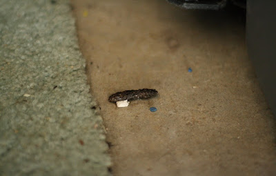 Fakta Unik Cicak Dan Laba Laba Sugutools